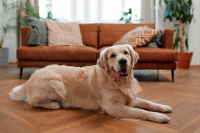    Cette alarme détecte les intrus mais pas les animaux (et c'est tant mieux !)
